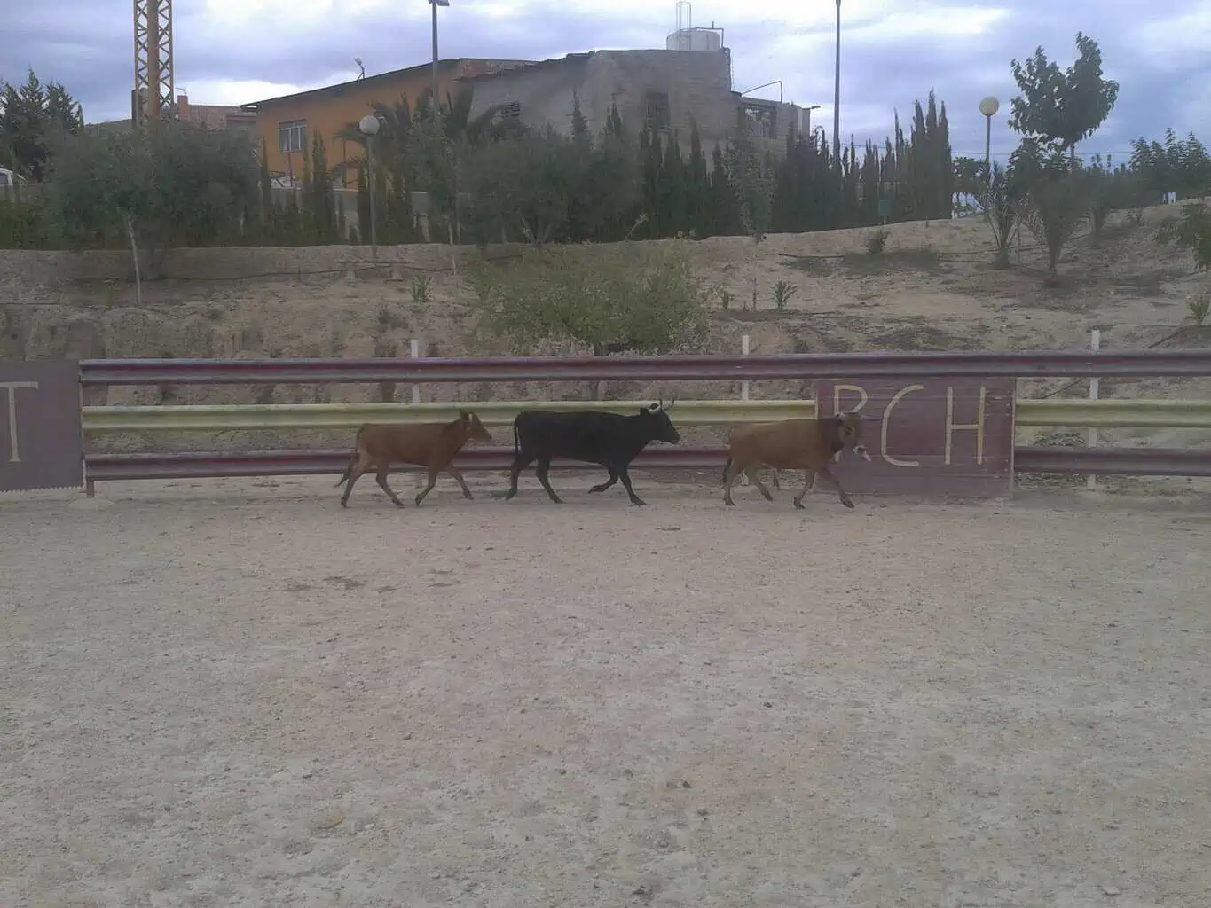 Capeas Abanilla Alicante - Imagen 14