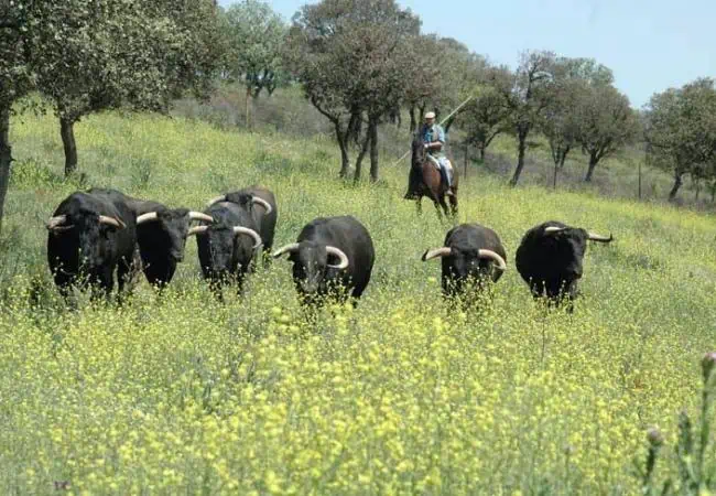 Capeas Caceres - Imagen 2