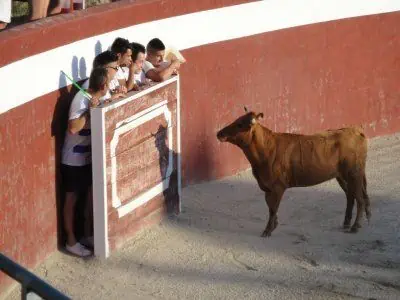 Capeas Caceres - Imagen 7