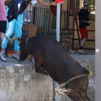 Capeas Alfajarin Zaragoza 6